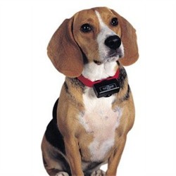 Antibell-Halsband PetSafe  PBC19-10765